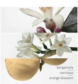 Eau de narcisse bleu - Eau de Cologne